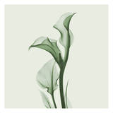 Calla Lilly in Green