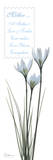 White Rain Lily  Mother