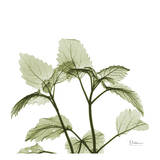 Green Leaves in Bloom