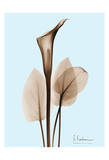 Calla Lily Brown on Blue
