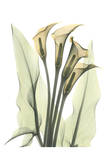 Calla Lily Bunch in Color