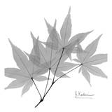 Japanese Maple in Black and White