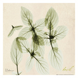 Basil on Beige