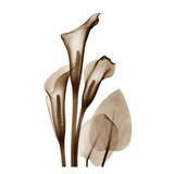 Calla Lilly Sienna