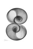 Moon Snail in Double