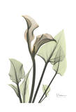 Calla Lily in Green