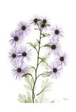 Purple Chrysanthemum Bunch
