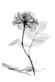 Rose in Full Bloom in Black and White