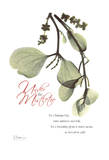 Christmas Mistletoe