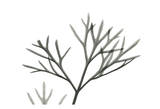 Dill in Black and White