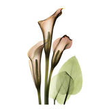 Calla Lilly