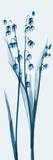 Lily of The Valley in Blue
