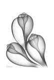 Fig Shell Triple