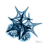 Starfish and Sand Dollar in Blue