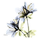 Blue Twin Azalea in Bloom