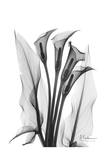 Calla Lily Quad in Black and White