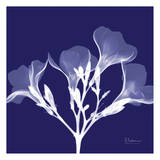 Crocus's White on Purple