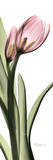 Tulip in Color I