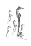 Beach Sea Horse and Sand Dollar