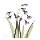 A Gift of Snow Drop in Color