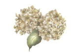 Hydrangea Bunches