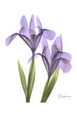 Purple Iris