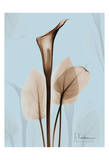Calla Lily Brown on Blue II