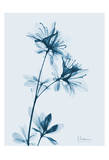 Azalea in Blue