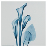 Calla Lilly Blue
