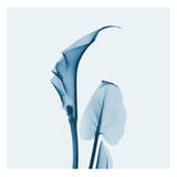 Calla Lilly in Blue