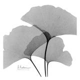 Ginkgo Leaves Trio Black and White