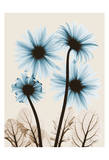 Blue Gerbera Bouquet