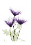 Christine's Chrysanthemum