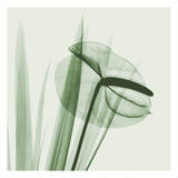 Flamingo Plant in Green