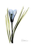 Crocus in Blue