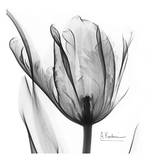 Two Tulips in Black and White