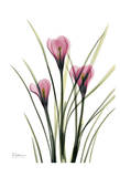 Pink Spring Crocus