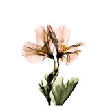 Geranium
