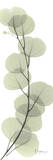 Eucalyptus in Green