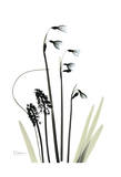 Snow Drop Galanthus in Bloom