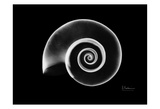 Rams Horn Snail on Black