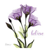 Gentian Believe