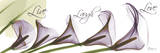 Calla Lilies Across in Purple  Live