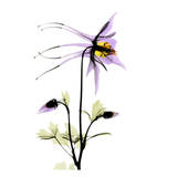 Columbine
