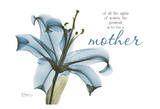Blue Lily  Mother