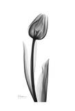 Lonely Tulip in Black and White