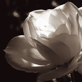 White Rose II