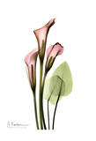 Calla Lily Bouquet in Pink