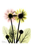 Gerbera in Color