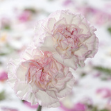Carnation Creation IV